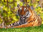 Indian Tiger
