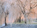 Frosted weeping willow / Trauerweide vereist