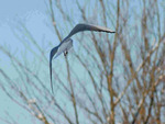 bird in flight