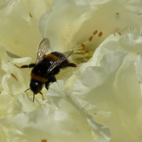 bumblebee on a white flower