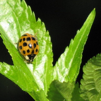 Sweet Ladybug