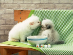 cute cats