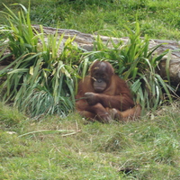 Sulky Orangutan