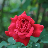 Rose III