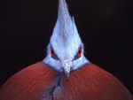 Crowned Pigeon