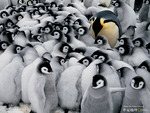 Emperor Penguins in Antartica