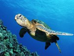 Green Sea Turtle