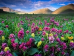 Indian Paintbrush At Colorado State Forest
