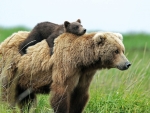 Grizzly Bears ( That's what Moms do )