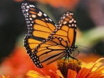 Monarch Butterfly