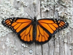 Monarch Butterfly
