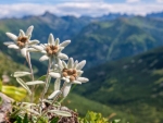 Edelweiss national flower Switzerland