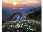 Edelweiss at sunset