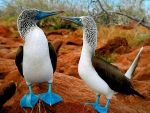 Blue Footed Boobies