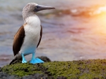 Blue Footed Boobie