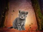 Kitten Forest