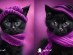 Winter Kitten