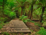 Foot Bridge in Forest