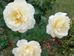 Three roses