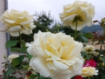 Roses in August