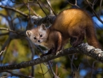 Pine Marten