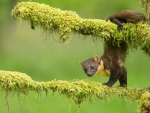 Pine Marten