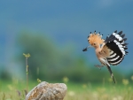 Hoopoe