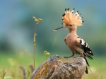 Hoopoe