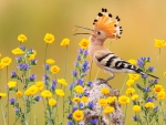 Hoopoe