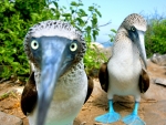 Blue Footed Boobies