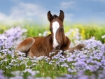 Foal
