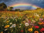 Rainbow over wildflowers meadow