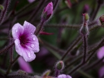 Geranium