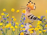 Colorful Hoopoe