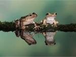 Frog Reflections