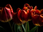 Tulips
