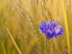 Cornflower