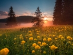 Meadow With Globeflowers