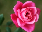 Pink Rose