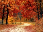 Autumn path