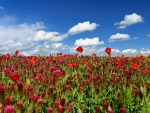 Field of red poppies