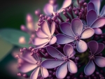 Purple hydrangea