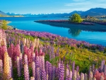 Lake Tekapo, New Zealand