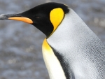 King Penguin