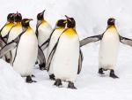 King Penguin