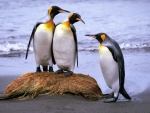 King Penguin