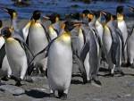 King Penguin