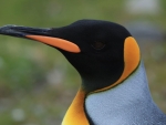 King Penguin