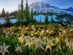 Avalanche Lilies, Mt. Rainier NP, Washington