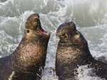 Elephant Seal